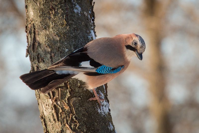 birds, jay, wildlife, птицы, сойка Сойка фото превью