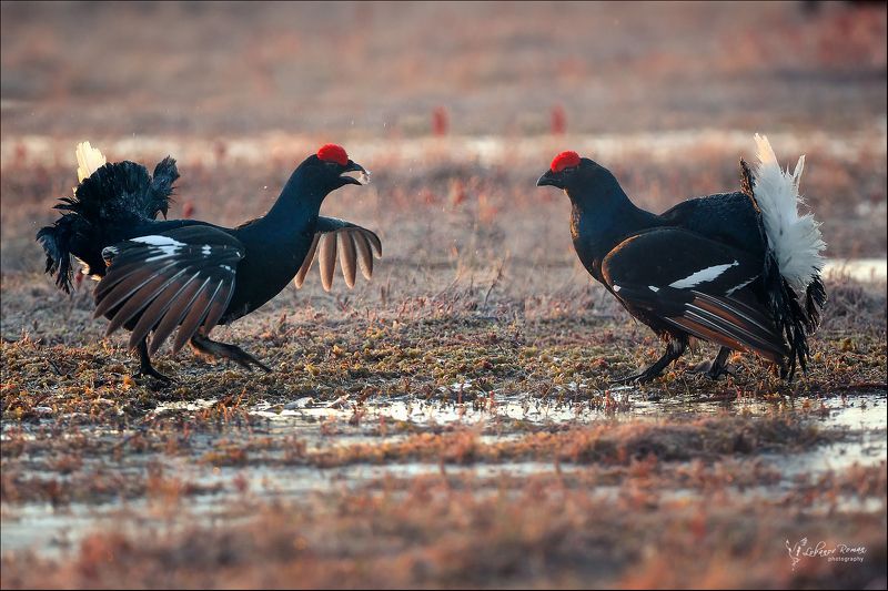 * * * фото превью