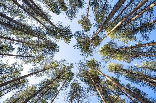 Coniferous trees in the Karelian forest