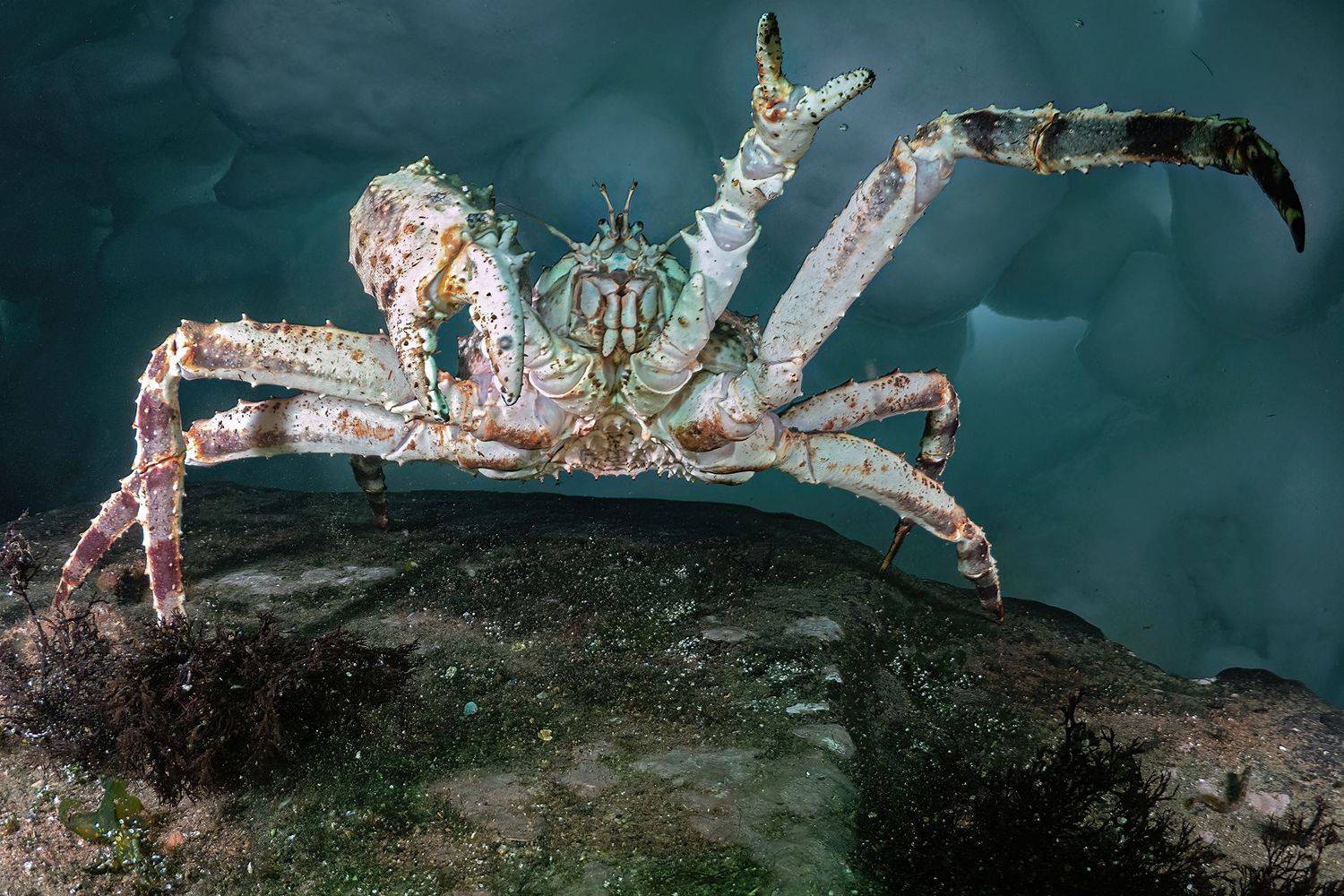 Краб подводное фото Магадан, Сергей Шанин