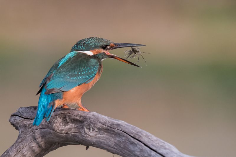 Kingfisher  фото превью
