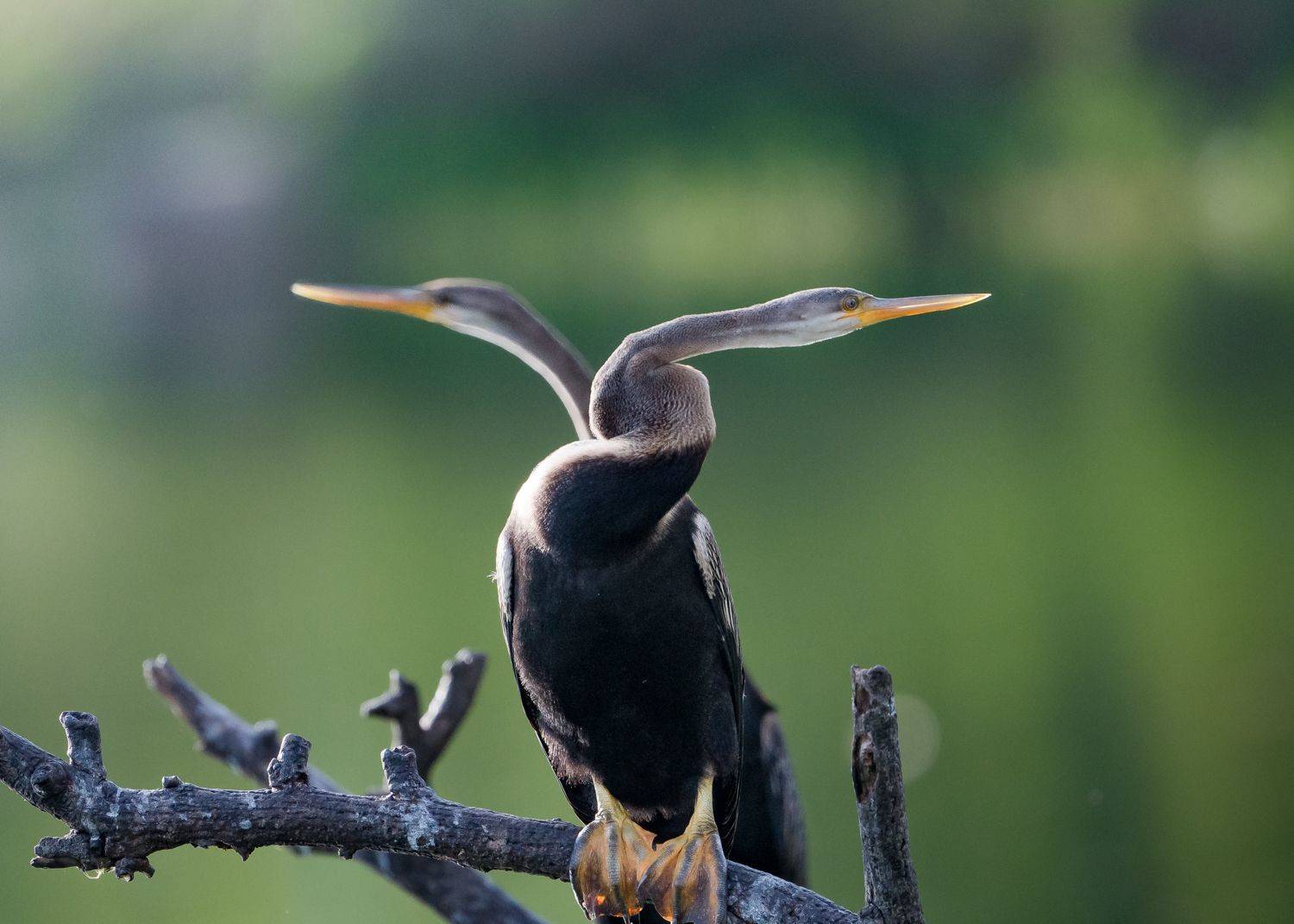 birds, Gimantha Perera