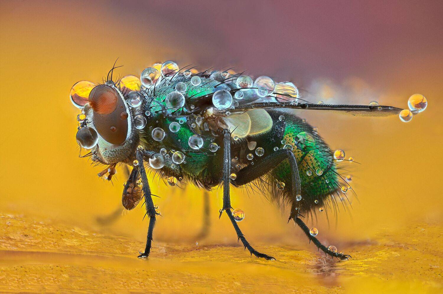 ceclii,macro,nikonz6ii, Tsvetan Ganev