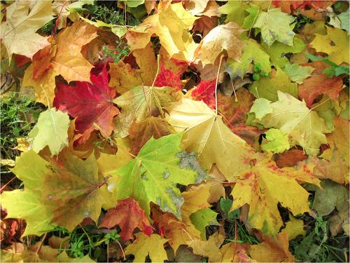 На ковре из желтых листьев...