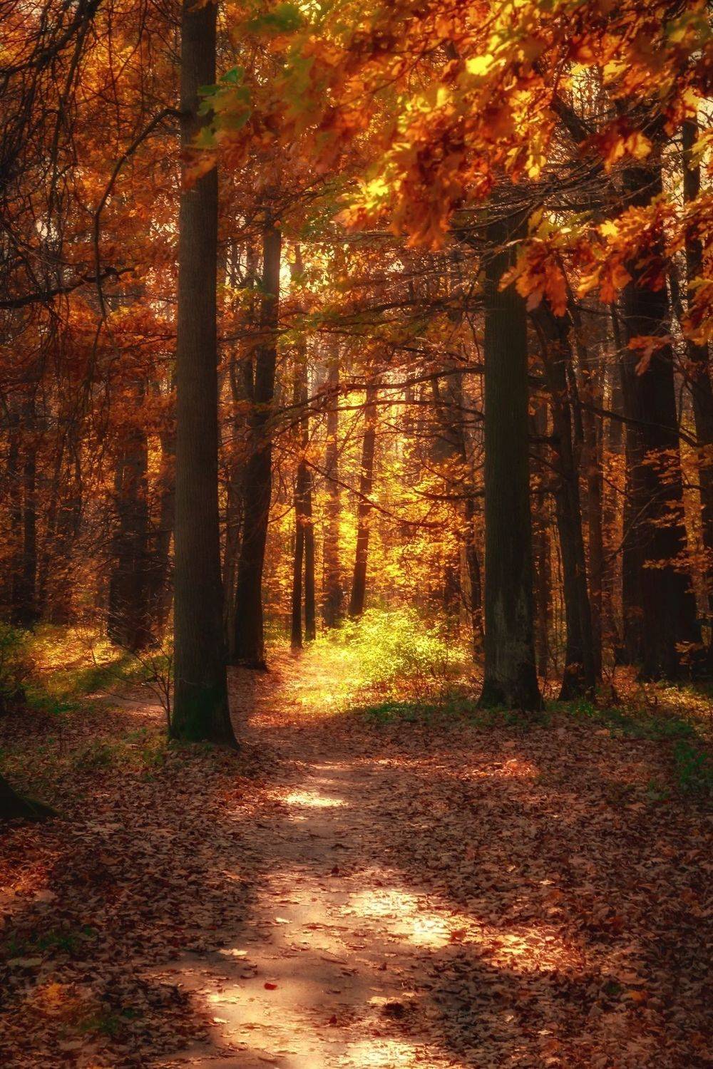 пейзаж, природа, nature, landscape, золотая осень, goldautumn, лес, forest, аллея, Julia Kaissa