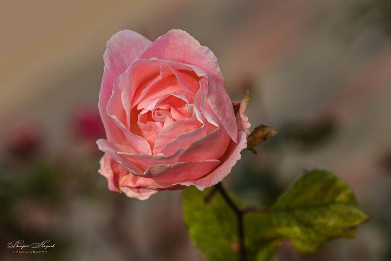 ноябрь, осень, роза, макро Ноябрьская роза. Последнее тепло фото превью