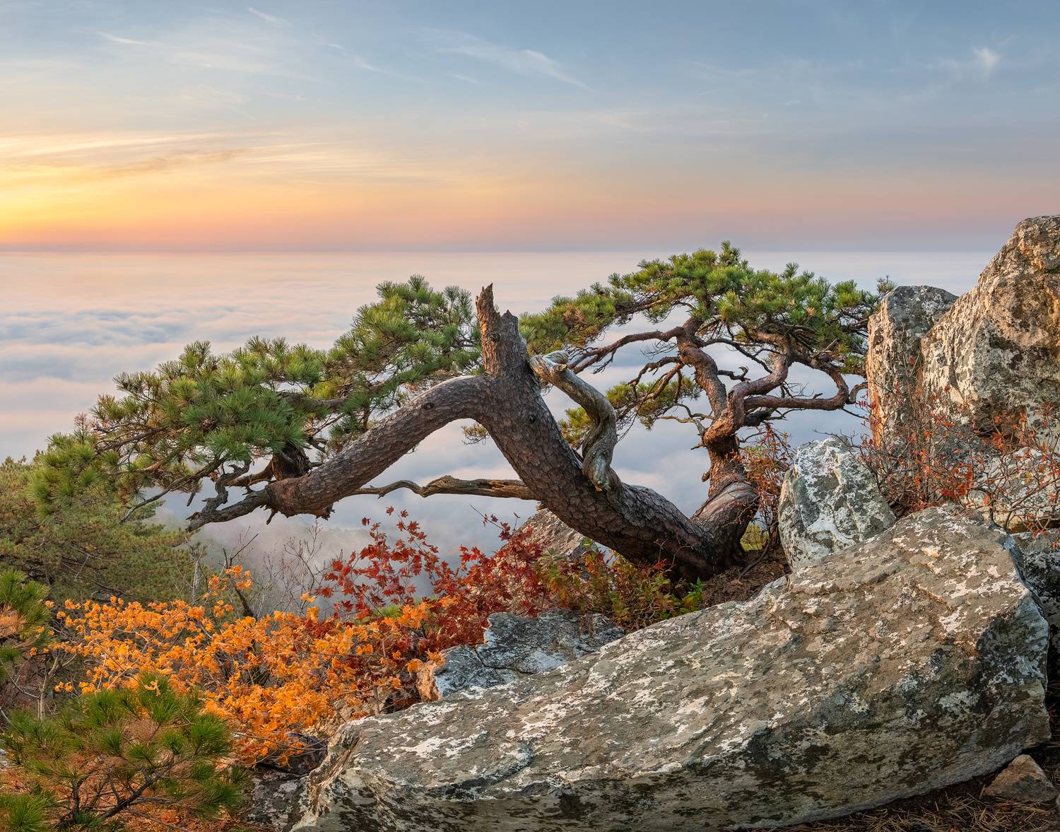 mountain, tree, nature, pine, clouds, Jaeyoun Ryu