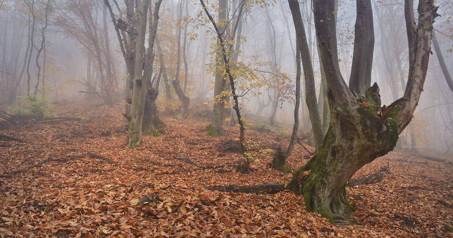 , Шипунова Ирина