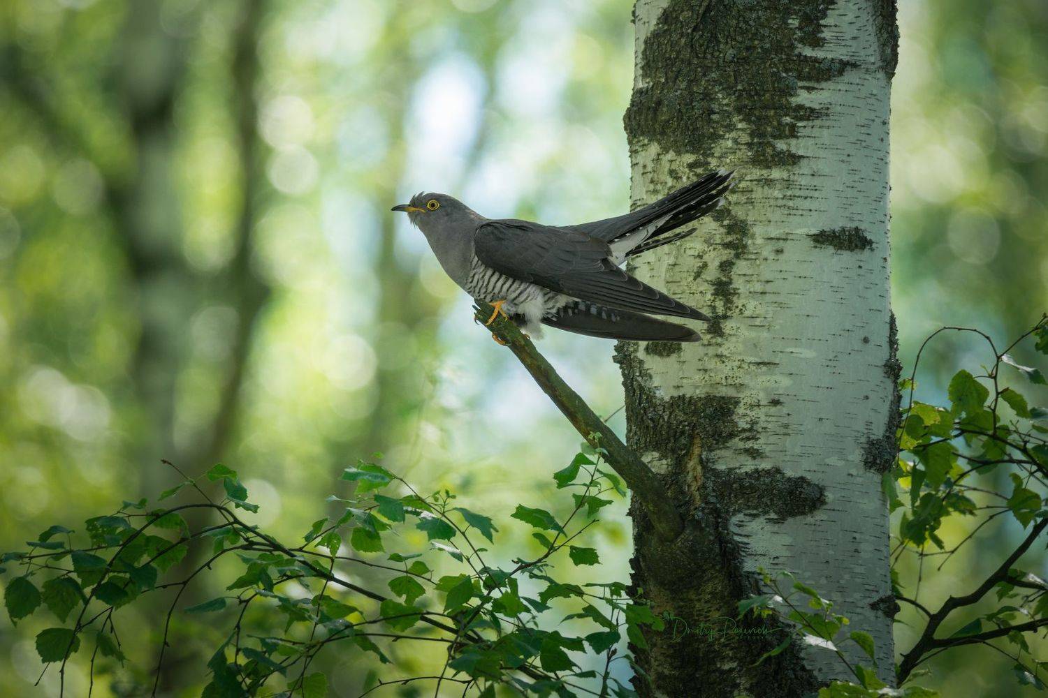 природа, лес, поля, огороды, животные, птицы, макро, Дмитрий Посевич