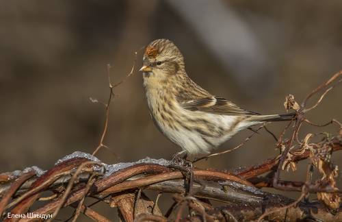 Common redpoll