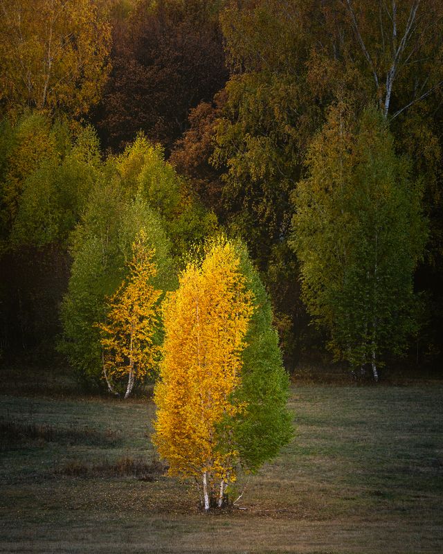 смена  фото превью