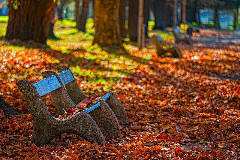 autumn, bench, color, colors, color image, foliage, landscape, leaf, leaves, nature, outdoor, park, photograph, photography, scene, tree, trees, Autumn in the Park фото превью