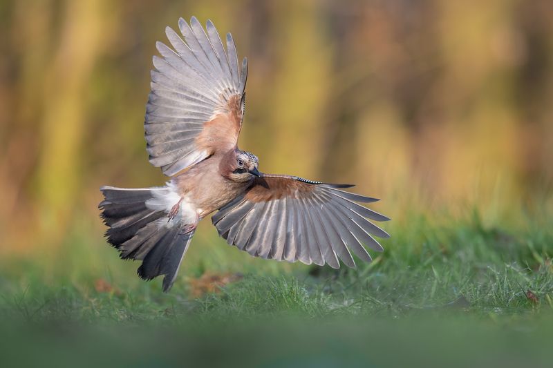 Lotnik фото превью