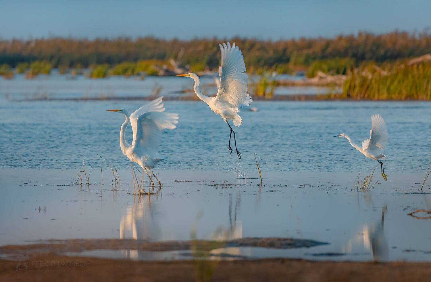 астраханская область, астраханский заповедник, река, вода, волга, дельта волги, осень, цапля, птицы, животное, полёт, белый, синий, крылья,, Лашков Фёдор