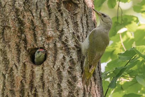 Семья седых