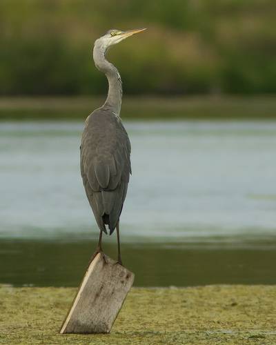 Серая цапля