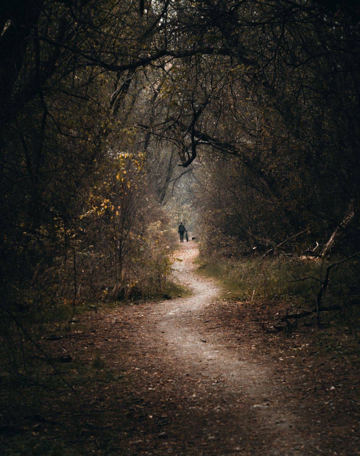 осень, лес, тропа, атмосфера, человек, гелиос 44-2, керчь, крым, россия, Анатолий Щербак