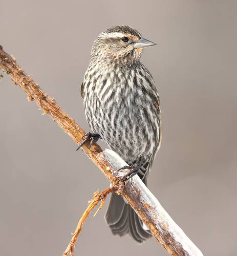 Female. Red-winged blackbird -  самка. Красноплечий трупиал