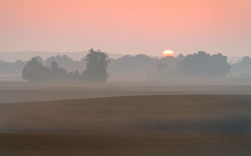 sun, tree, field, morning, fresh, sunset, Morning фото превью