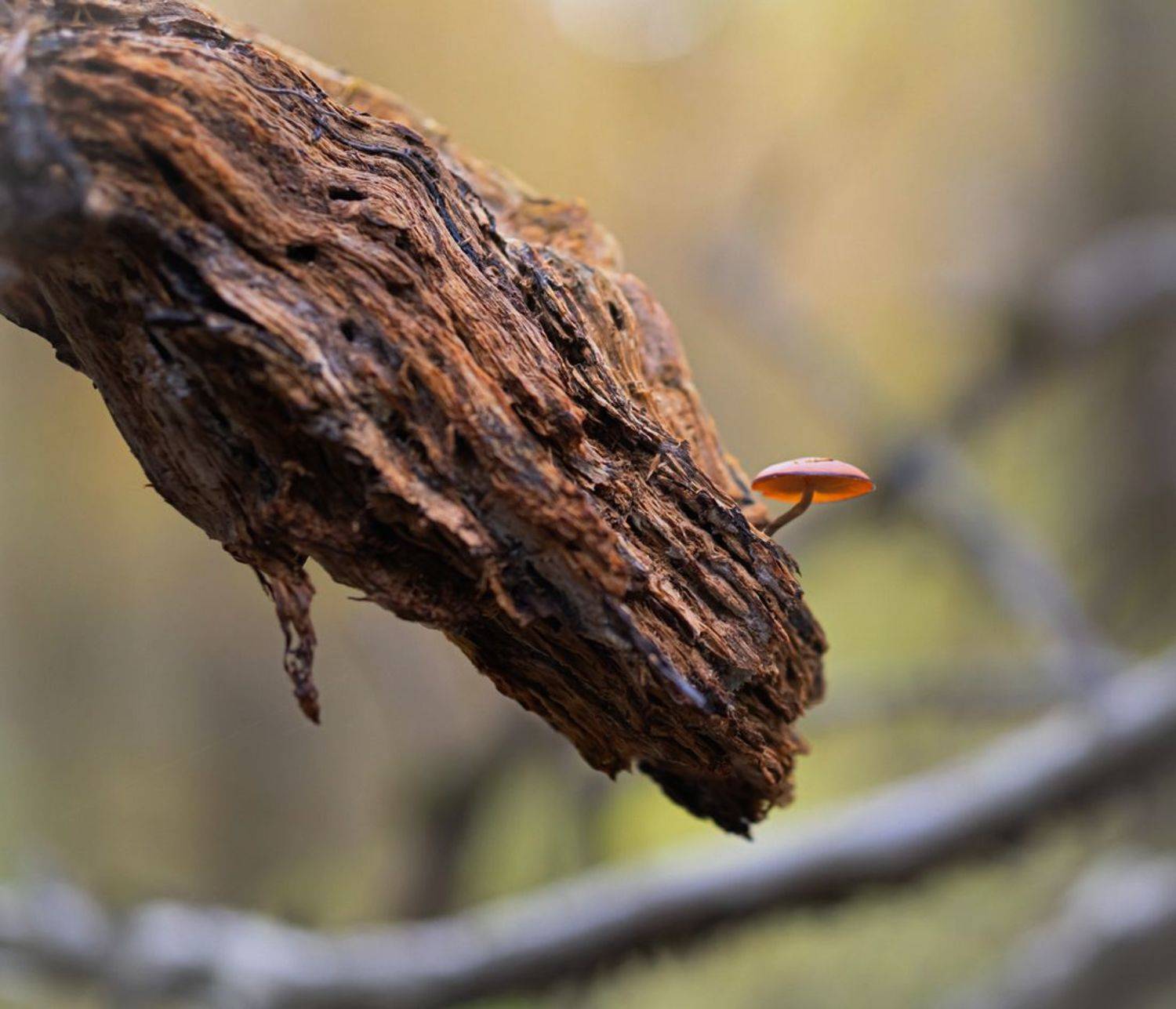 макро,природа, Виктор Парщиков