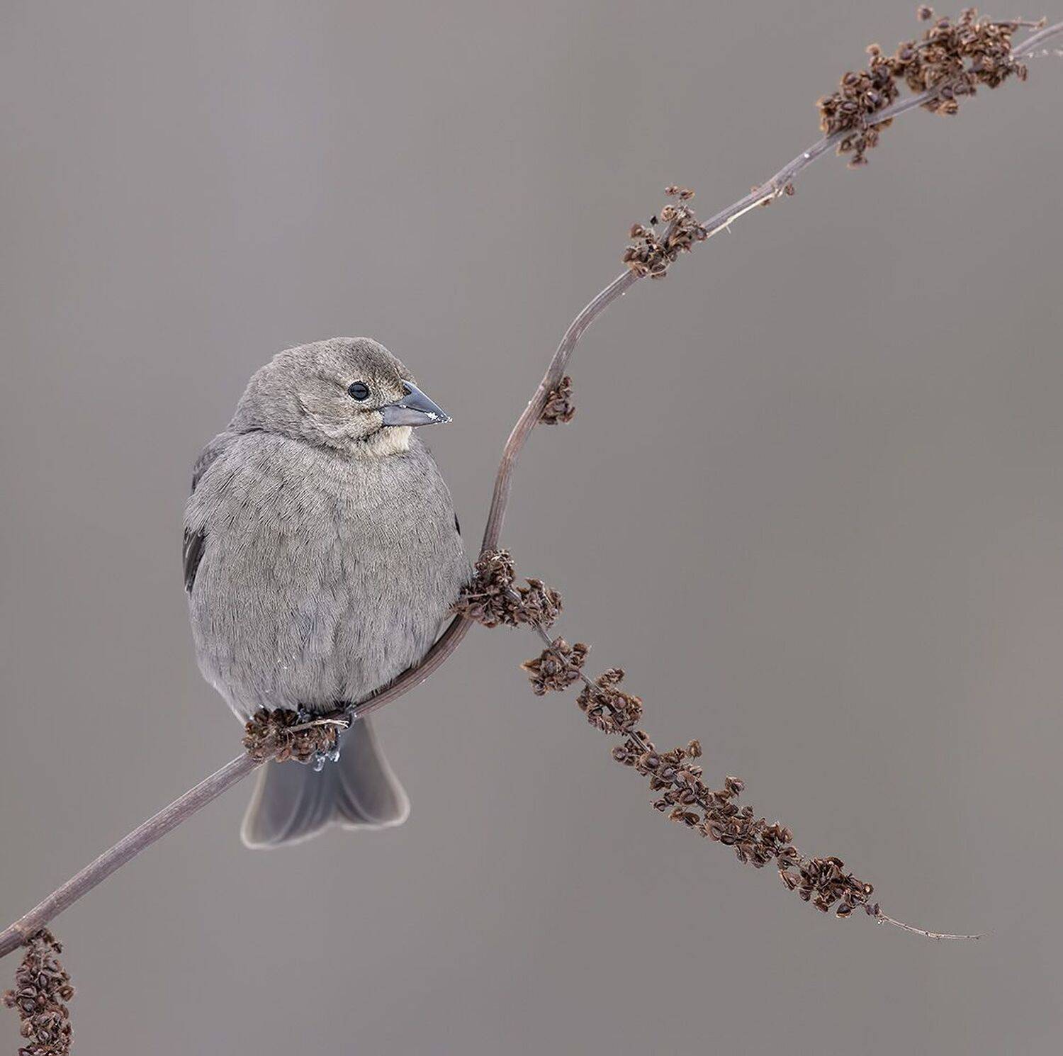 brown-headed cowbird, буроголовый коровий трупиал, трупиал, cowbird, зима, Elizabeth Etkind