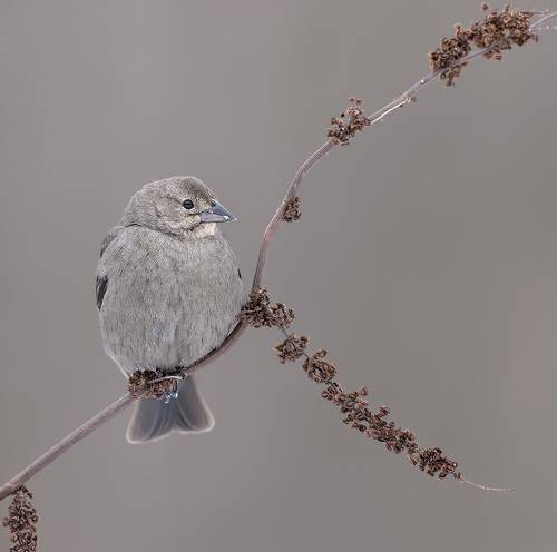 Brown-headed Cowbird - Буроголовый коровий трупиал