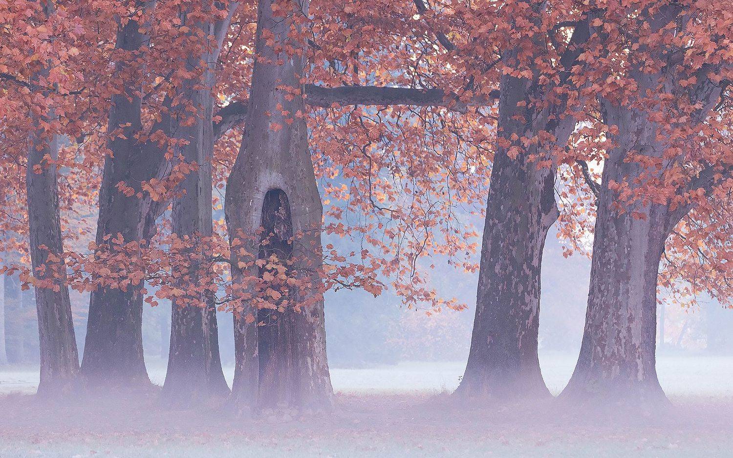 , Robert Adamec