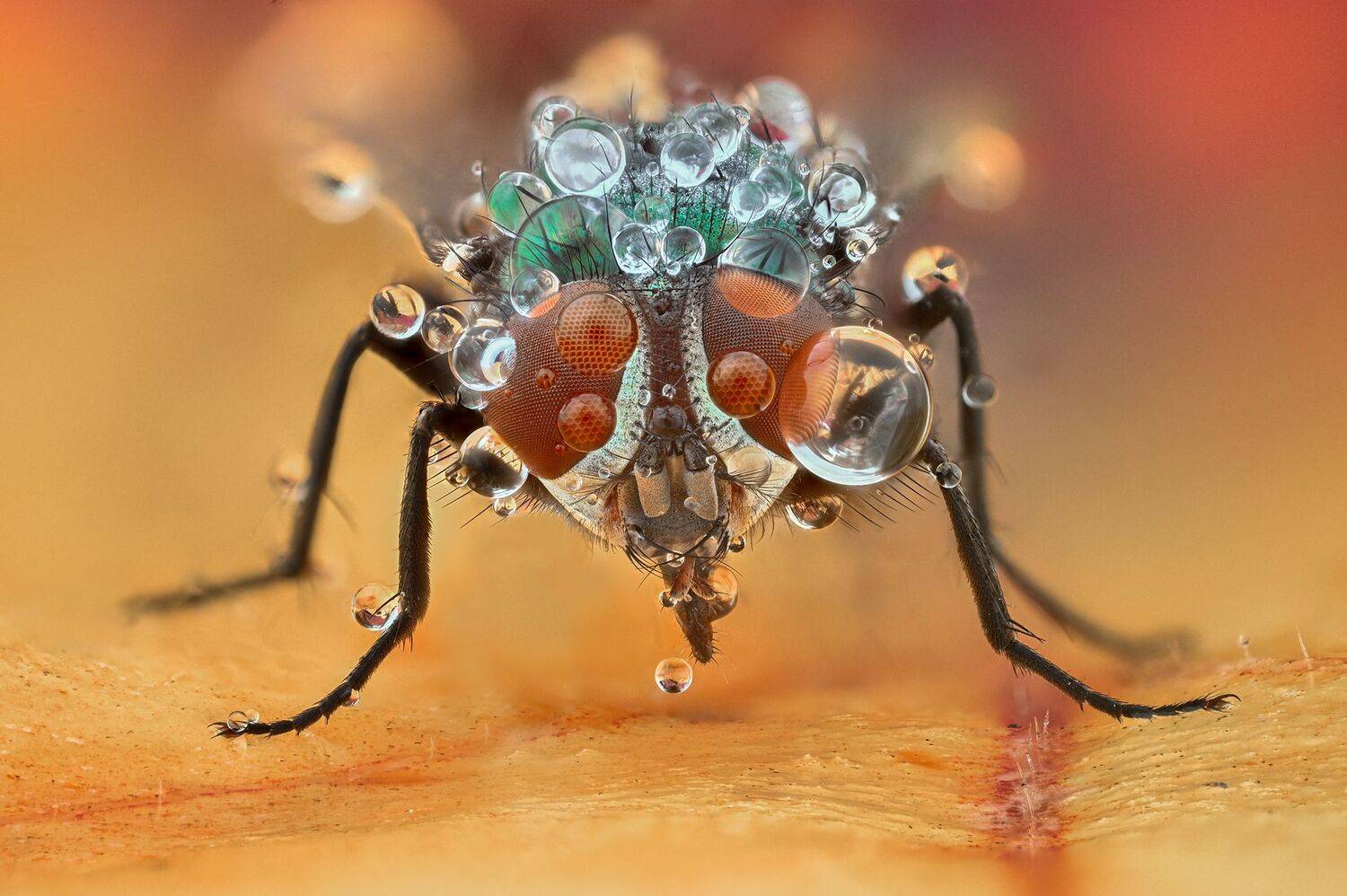 ceclii,macro,nikonz6ii, Tsvetan Ganev