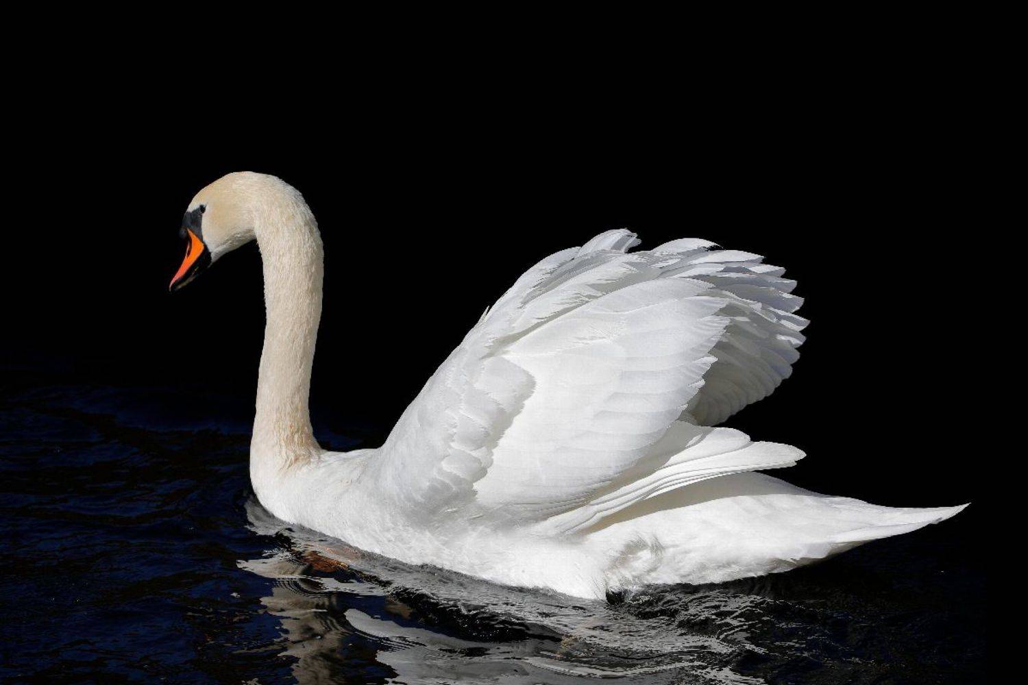 , Георги Славов