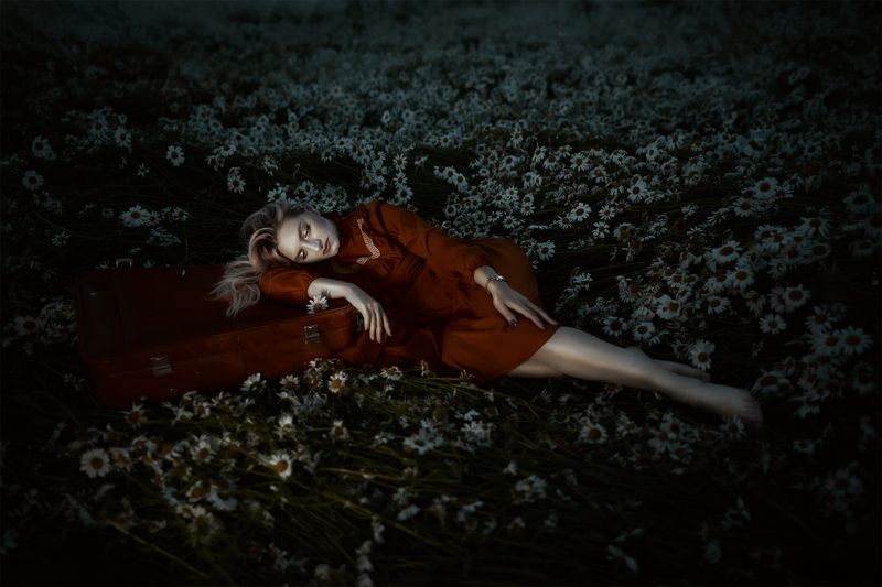 Chamomile Dreams фото превью