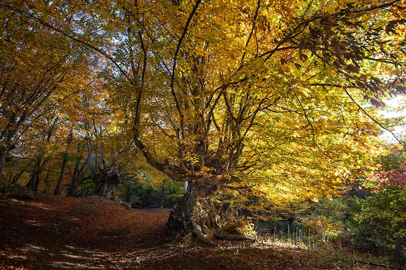 букомания октября фото превью