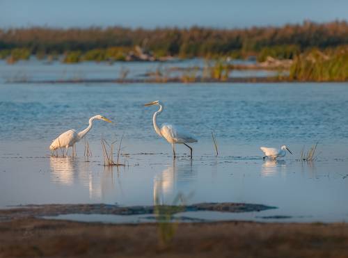 Картинки из жизни птиц