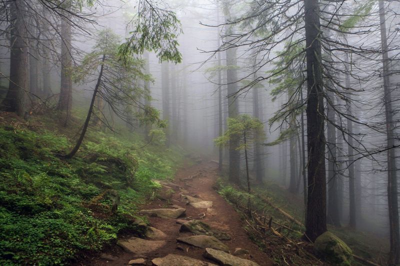 Лесными тропами фото превью