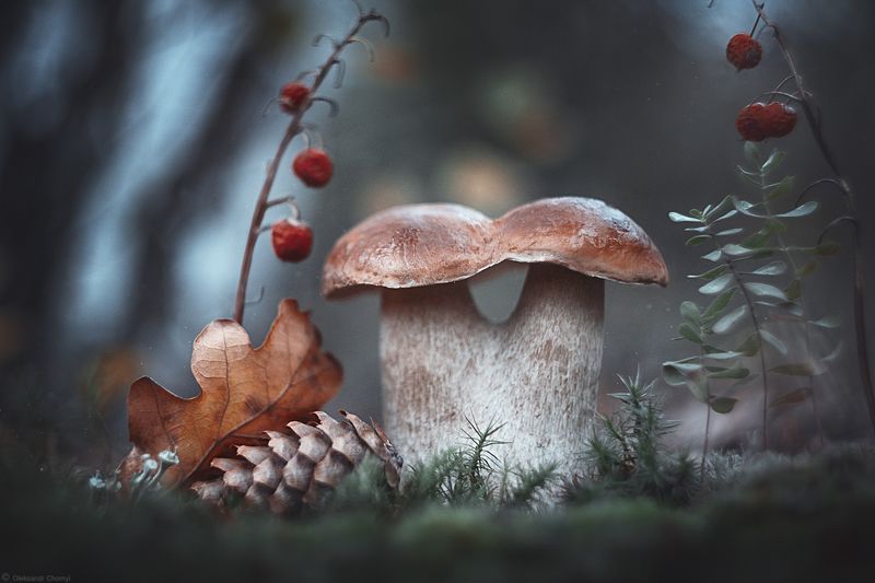 осень, октябрь, лес, грибы, любовь, дружба, сказка, вдохновение, гармония, волшебство, тишина, макро, макро мир, макро красота, душевно, детство, наедине, фотограф чорный, украина, коростышев, \