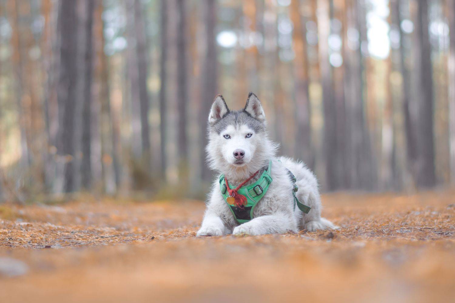 , Мария Яропольская