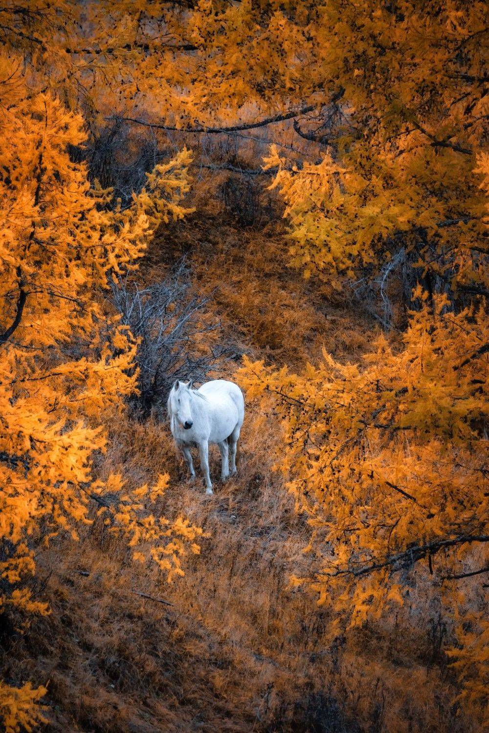 russia, altay, morning, autumn, cold, sunrise, light, landscape, outdoor, travel, Алексей Вымятнин