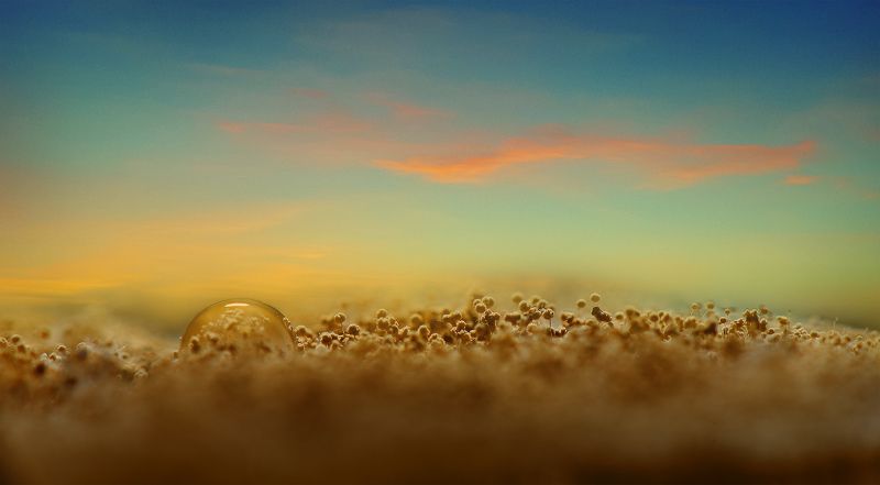 Обычная плесень фото превью