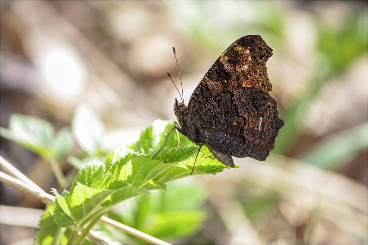 бабочка, КарОл