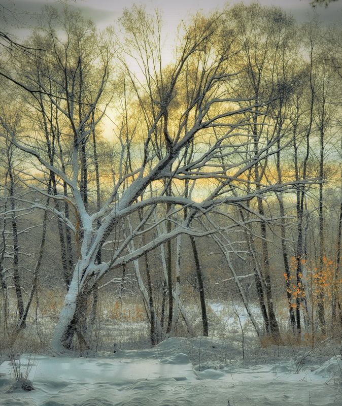 Зимний вечер в лесу  фото превью