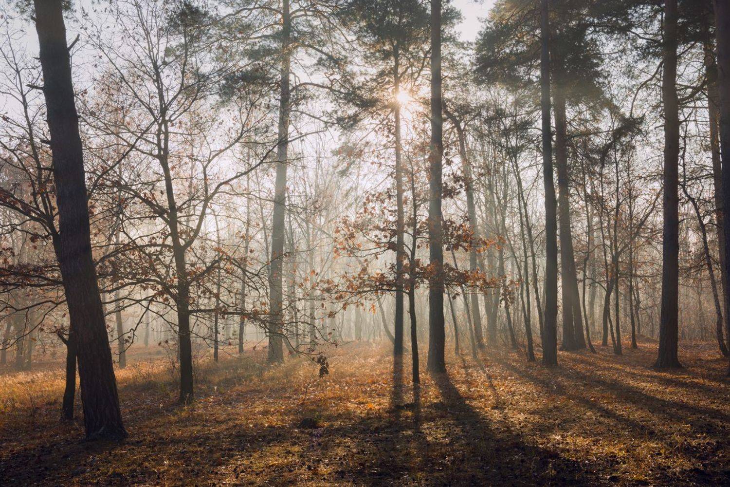 лес осень октябрь утро туман рассвет, Галанзовская Оксана