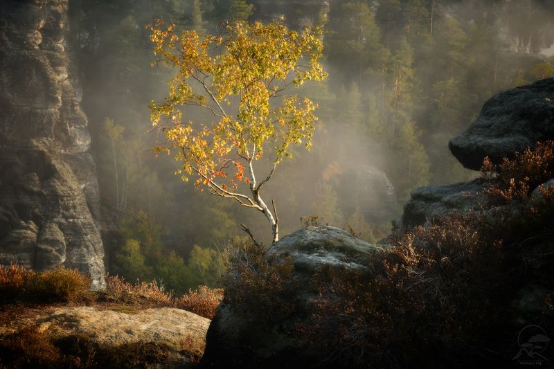 Изящество осени фото превью