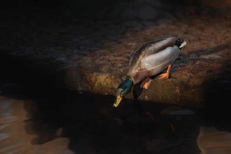 В парке фото превью