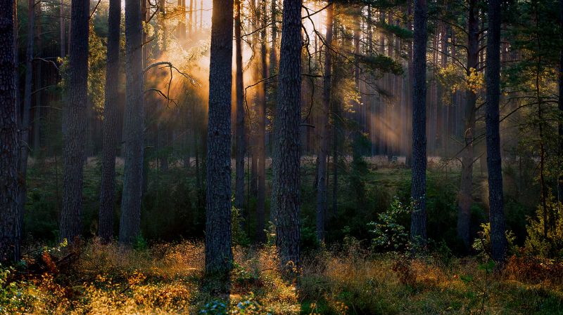 Jesień w Borach фото превью