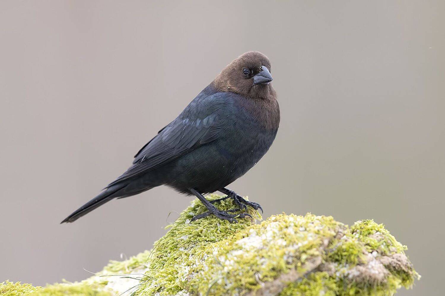 буроголовый коровий трупиал, brown-headed cowbird, трупиал, зима, Elizabeth Etkind