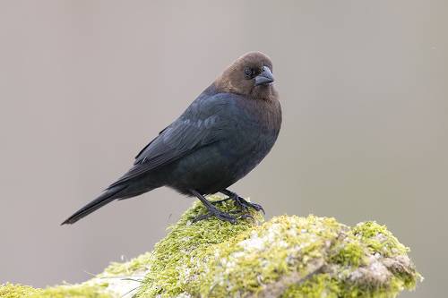 Brown-headed Cowbird - Буроголовый коровий трупиал