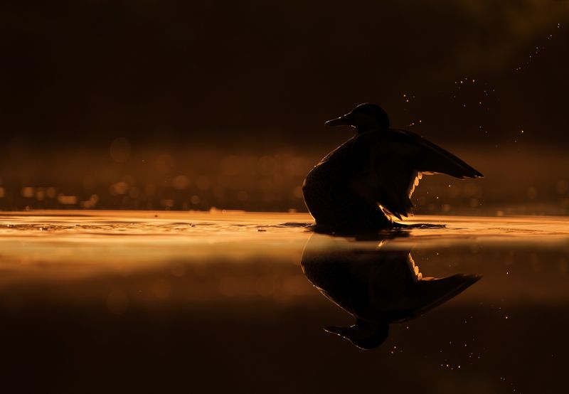 World of wildlife фото превью