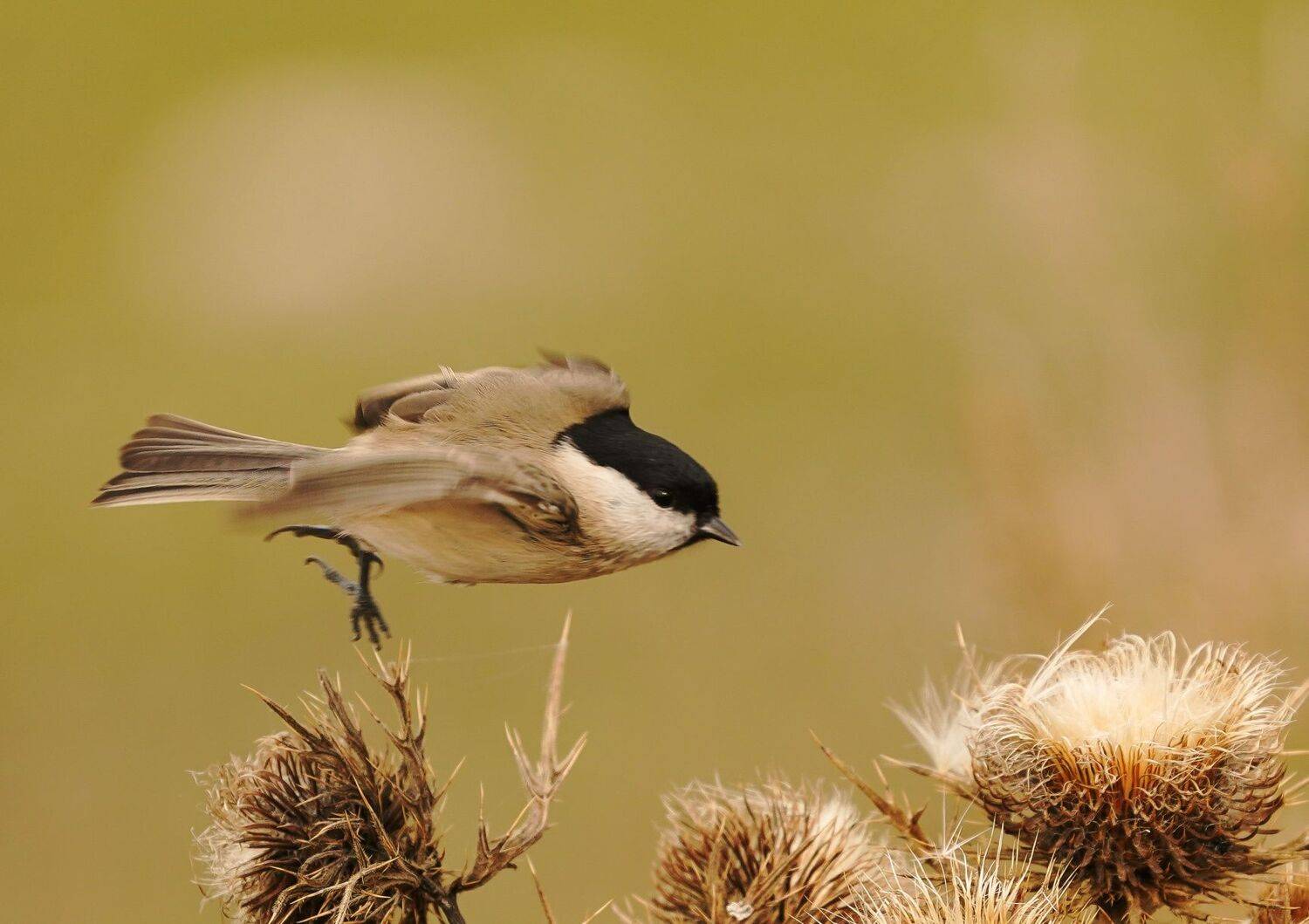 , Красимир Георгиев