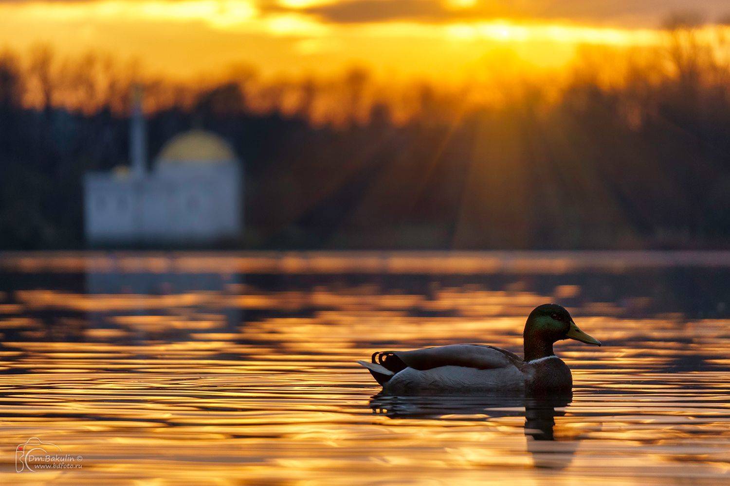 , Дмитрий Бакулин