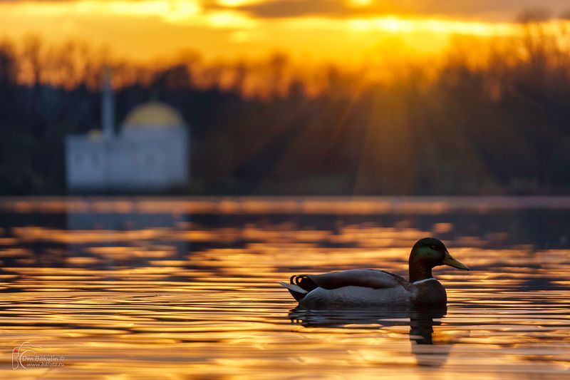 Осенняя утка в Екатерининском парке Царского Села фото превью