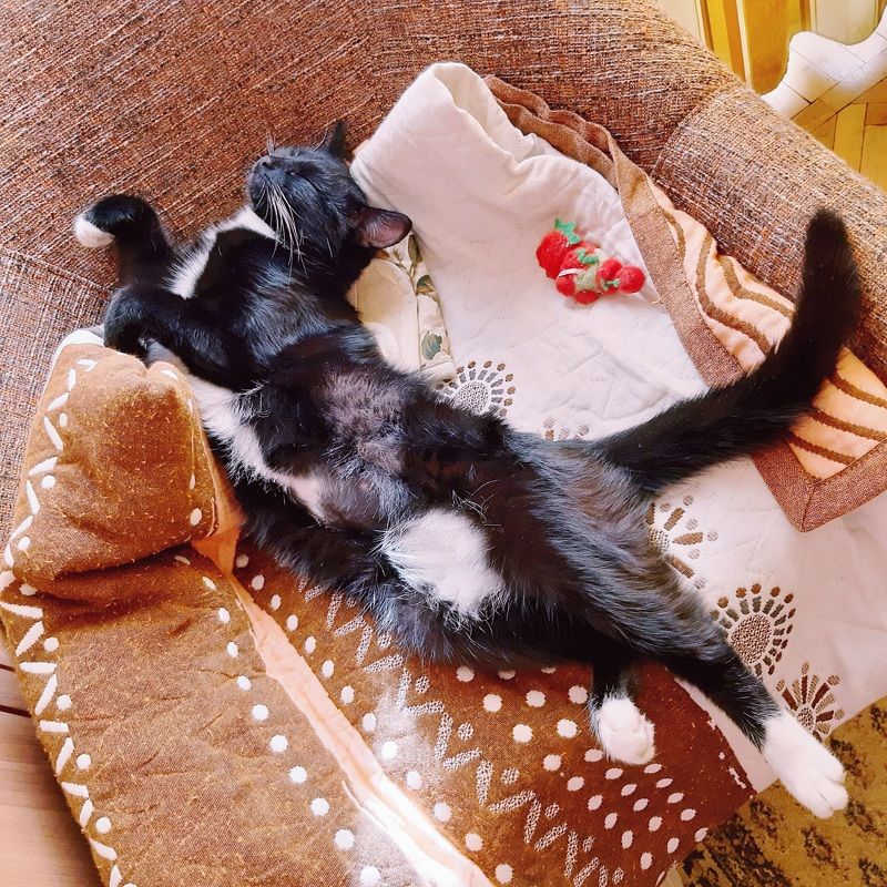 кошка Кошка фото превью